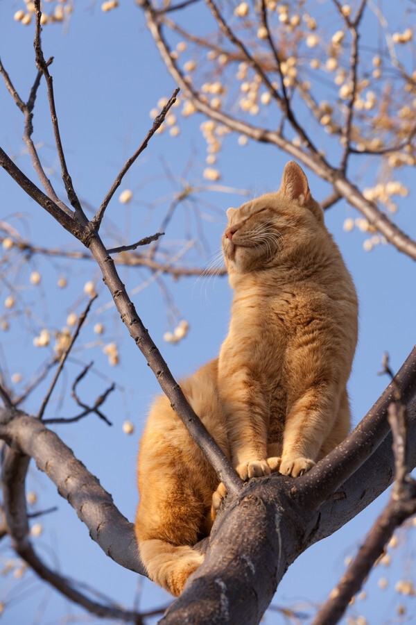 Котейки в ожидании весны