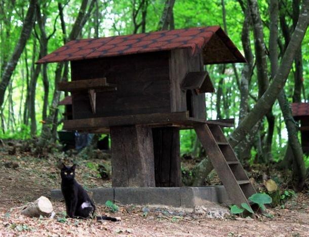 Маленький город, построенный только для бездомных кошек