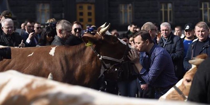 В Киеве фермеры привели на митинг коров
