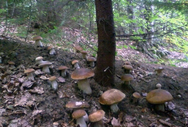Как сеять грибы
