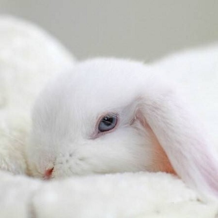 Rabbit life