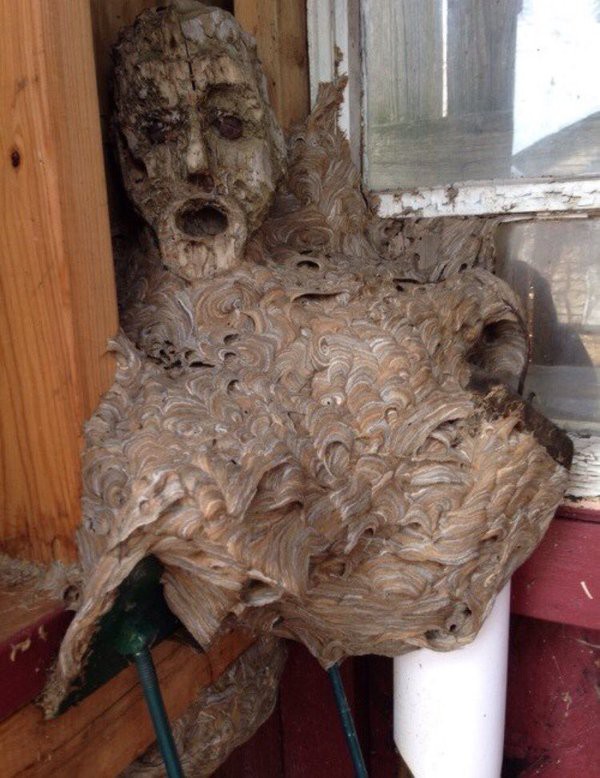 Британец обнаружил у себя дома "гнездо демона"