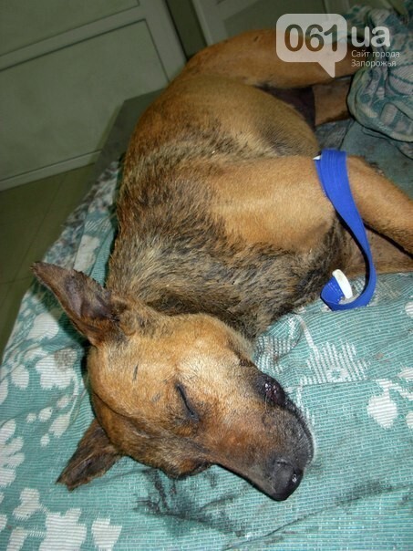 В Запорожье отравленная собака три часа простояла в холодной воде, чтобы не умереть