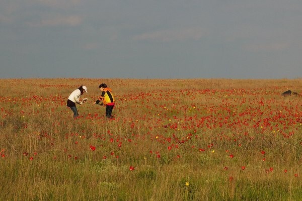 Краски весны