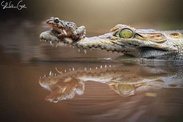 Солянка удивительных фоток, часть 12