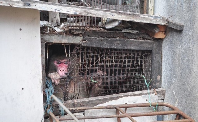 В Таиланде обезьяну освободили из тесной клетки после 25 лет заточения