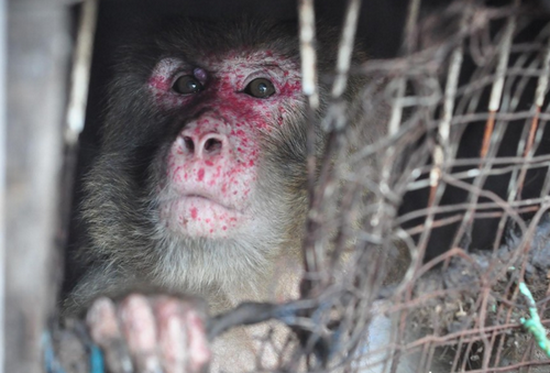 В Таиланде обезьяну освободили из тесной клетки после 25 лет заточения