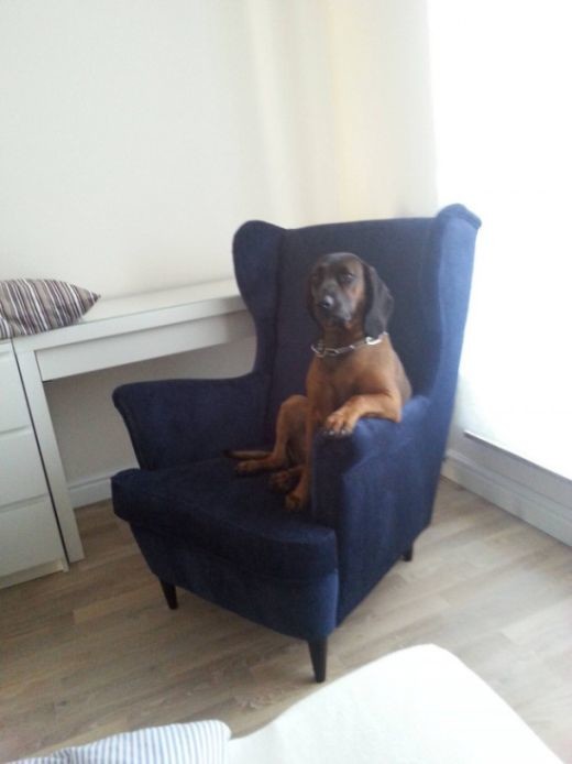 Собака на кресле 