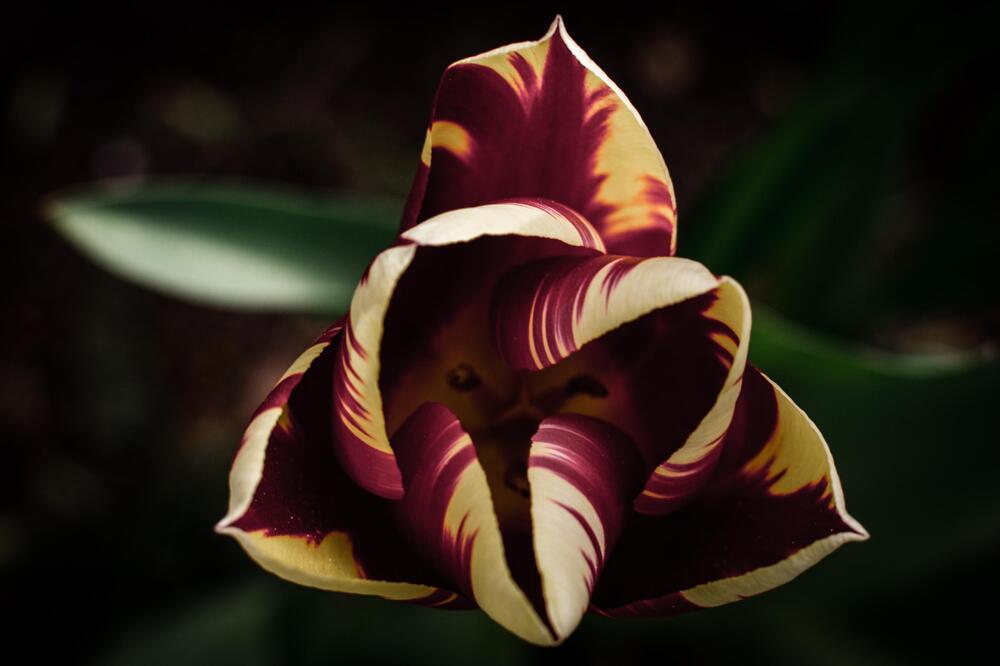 Невероятный тюльпан