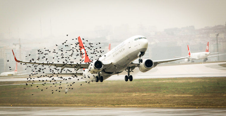 Что будет, если самолет столкнется с птицей?