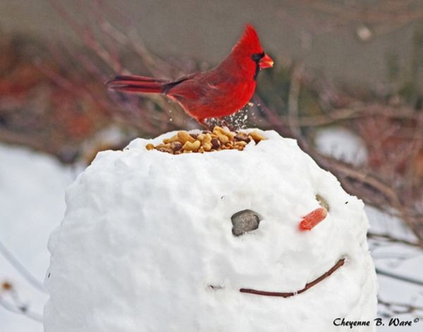 А можно снеговика сделать не только веселым, но и практичным – соорудить кормушку для птичек.
