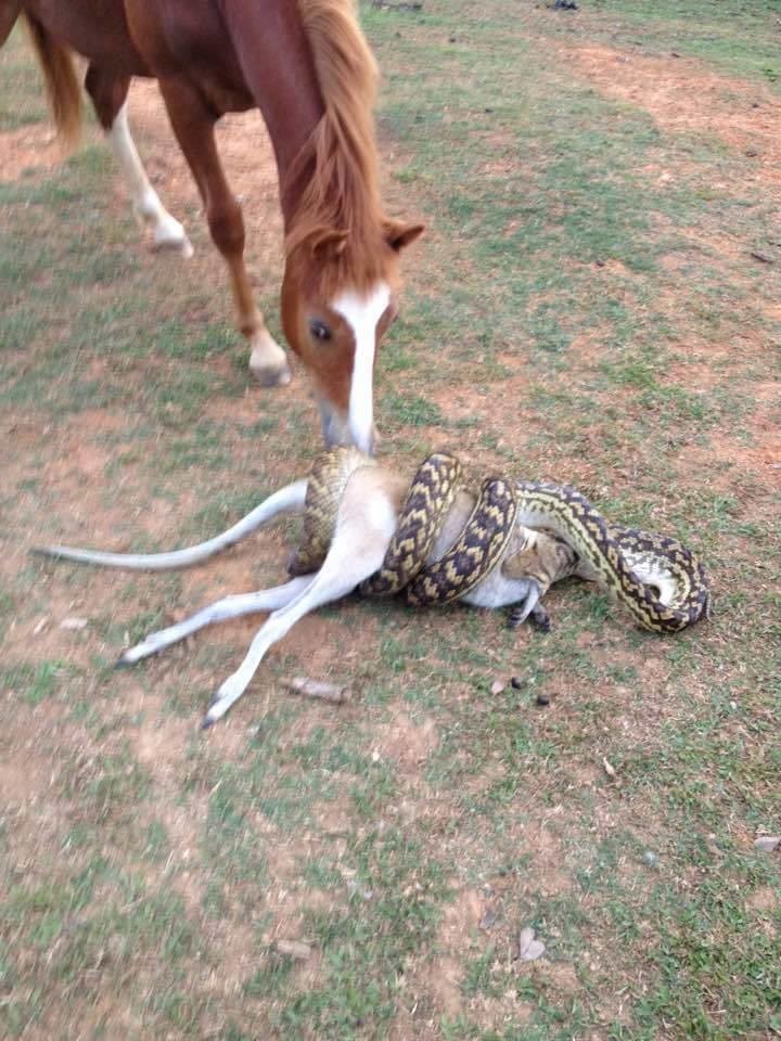 Лошадь была в шоке, когда увидела, как питон пытается проглотить кенгуру