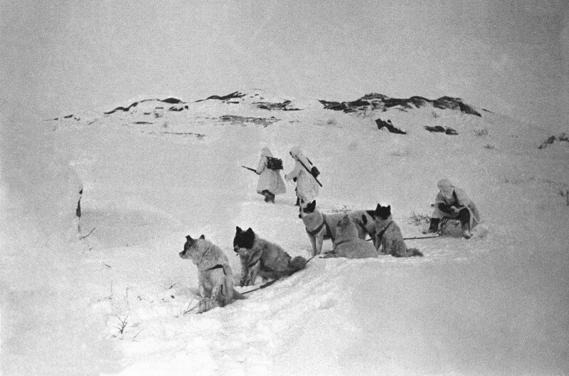 4. Собачья упряжка и советские связисты, прокладывающие телефонную линию по тундре в Заполярье. 1942.