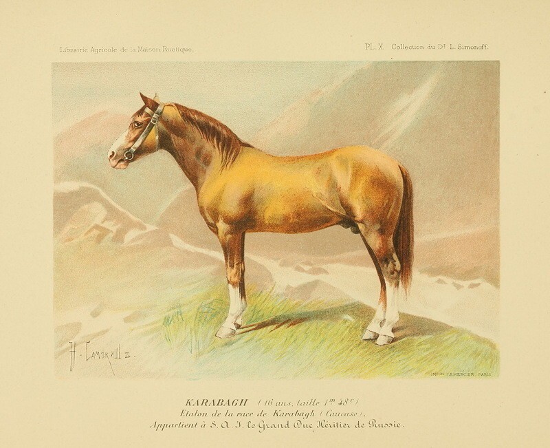 Неизвестное об ахалтекинских лошадях