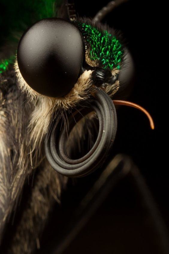 Строение глаз бабочки - сложнейшая система из 6000 линз