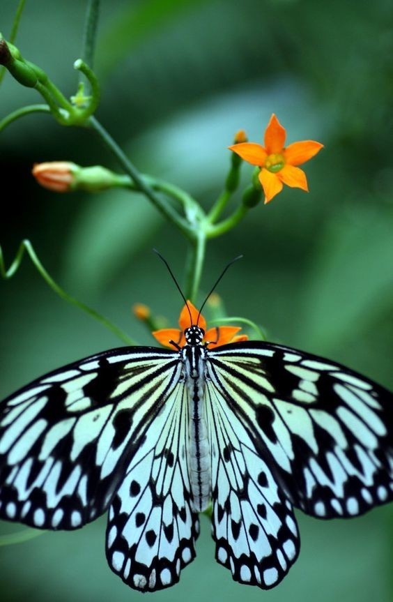 Гусеницы «малого монарха» (Danaus cbrysippus) питаются соком трав, выделяющих токсические вещества. Позже появившаяся из куколки бабочка - ядовита, птица, проглотившая такую бабочку, может умереть.