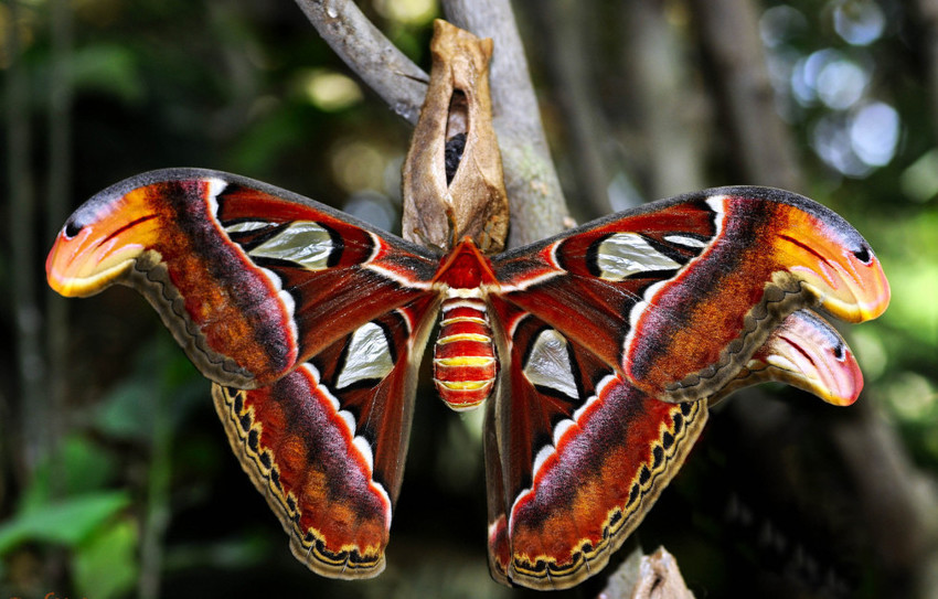Attakus Atlas – самая крупная ночная бабочка, которую можно принять за птицу, т.к. размах ее крыльев - 30 см.