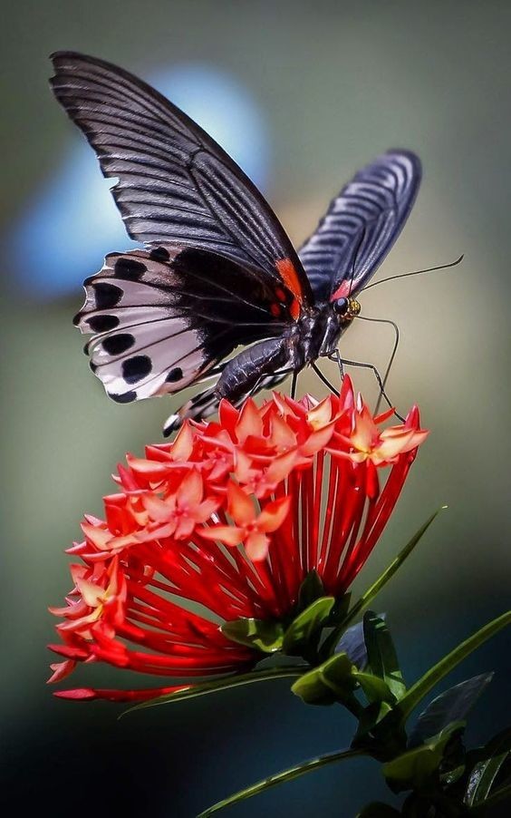 Бабочки-монархи используют лекарственные растения, чтобы лечить от болезней свое потомство.