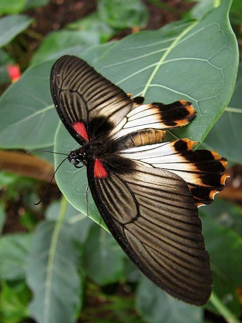 Calyptra eustrigata - хищники среди бабочек, они пьют кровь животных, которую добывают, прокалывая острым хоботком покровы животных. Хищниками являются только самцы. 