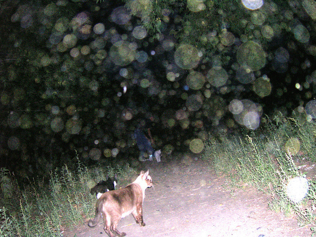 Загадочные Орбы