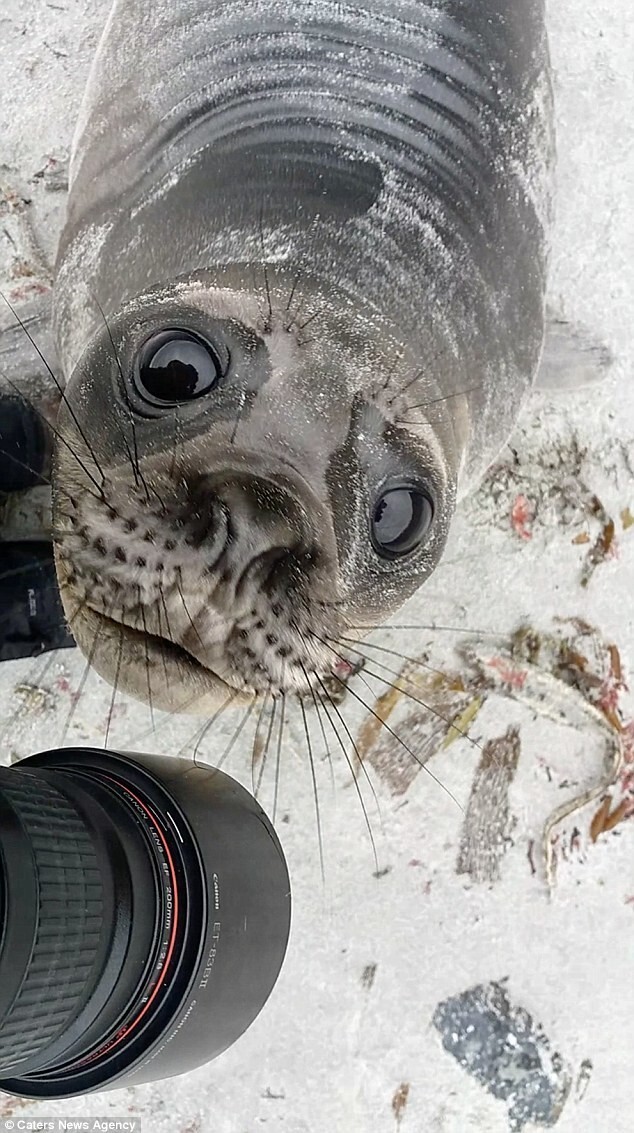 Любопытный и очень фотогеничный тюлень попал в объектив фотокамеры