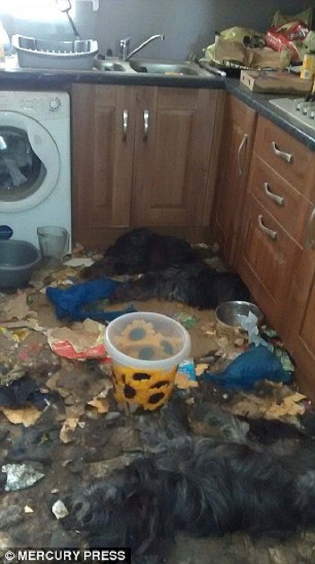 Жительница Ливерпуля уморила голодом двух собак