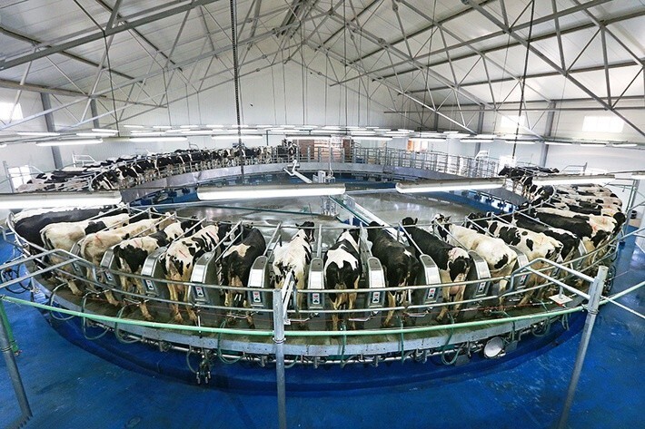 Молочное животноводство и производство молока.