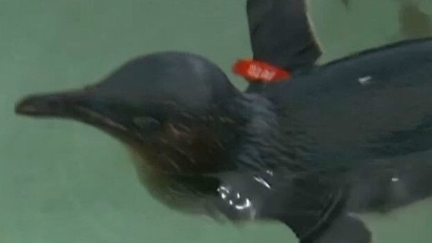Глупые туристы держали пингвина в душе