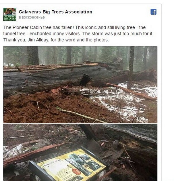 Фотографии рухнувшего дерева опубликовала организация Calaveras Big Trees Association на своей странице в Фейсбуке.