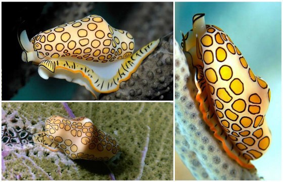 Самые необычные морские существа 