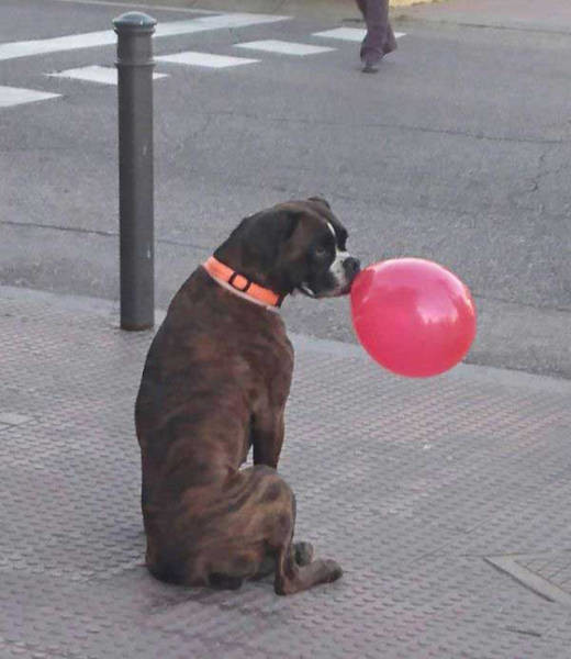 Собака с шариком 