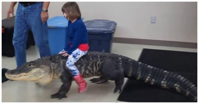 Катание маленькой девочки на 2-метровом аллигаторе возмутило Интернет-сообщество
