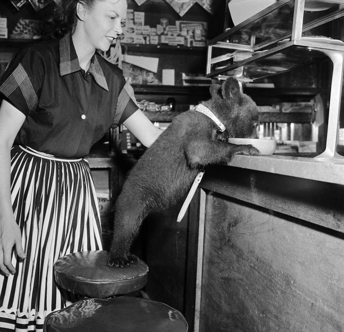 30. Медвежонок лакомится медом в кафе, 1950 г.