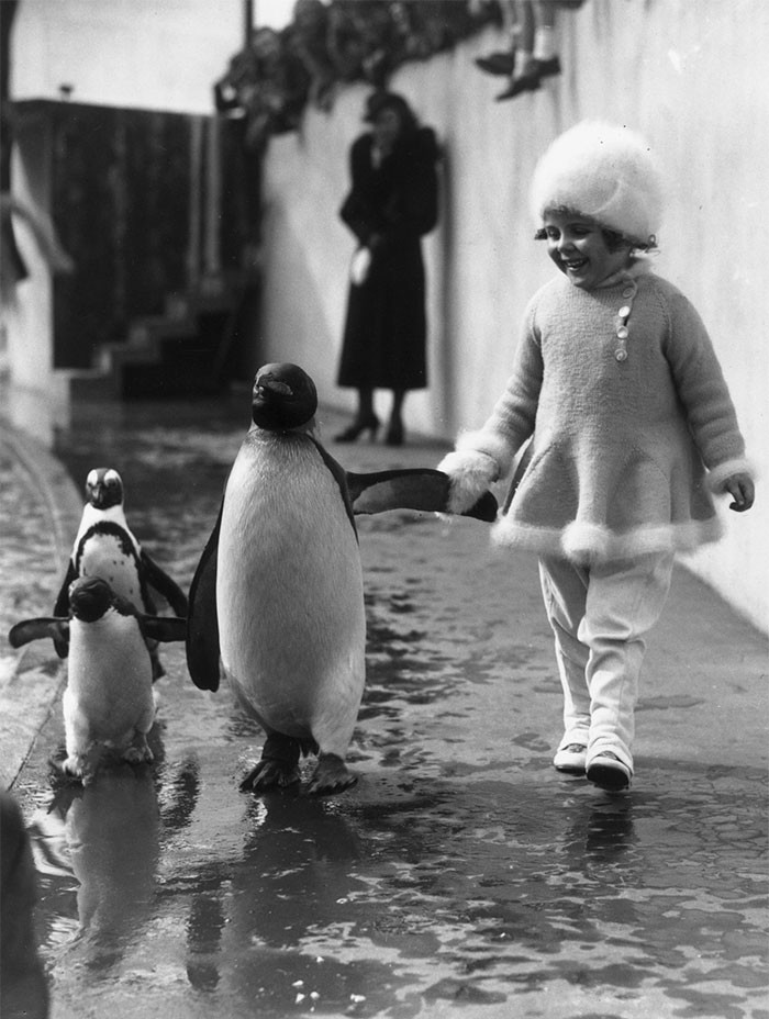 13. Маленькая девочка гуляет рядом с пингвином, держа его за крыло. Лондонский зоопарк, 1937 г.