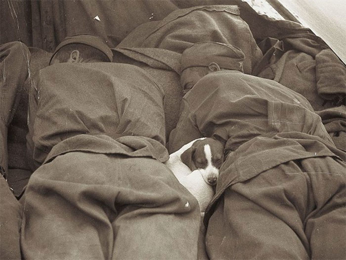 12. Русские солдаты и спящий рядом с ними щенок во время Второй мировой