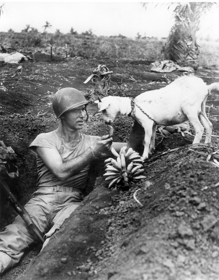 20. Солдат угощает козла бананом. Битва за Сайпан, 1944 г.