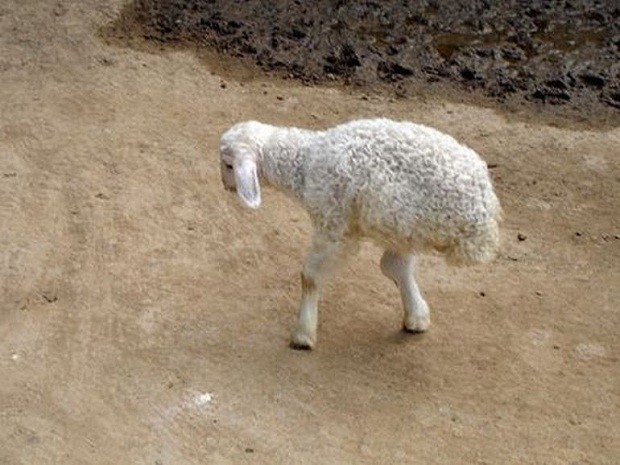 А иногда мутация, наоборот, отбирает что-то. Так, например, эта двуногая овечка, родившаяся на ферме в Шангдонгской провинции (восточный Китай),