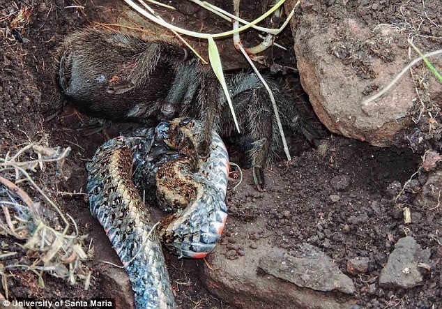 Это первый официально зарегистрированный случай охоты тарантула на змею в дикой природе