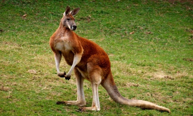 Женщина и кенгуру подрались в Австралии из-за маленького ребенка