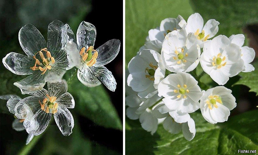 Удивительный цветок Двулистник (Diphylleia), который становится прозрачным во...