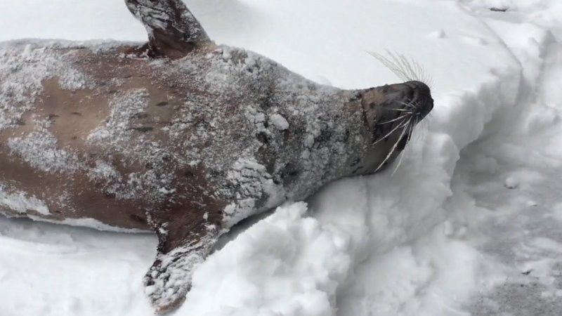 Обитатели Орегонского зоопарка радуются снегопаду и кувыркаются в сугробах