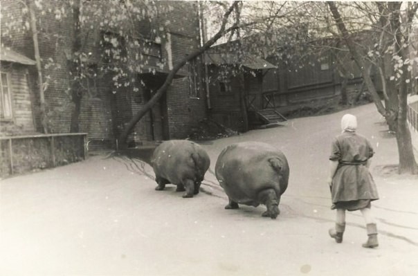 Выгул бегемотов в Московском зоопарке