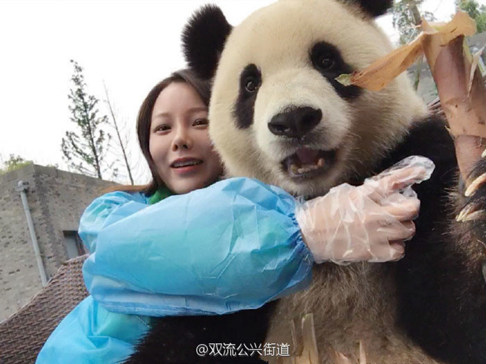 Эта гигантская панда просто обожает делать селфи!