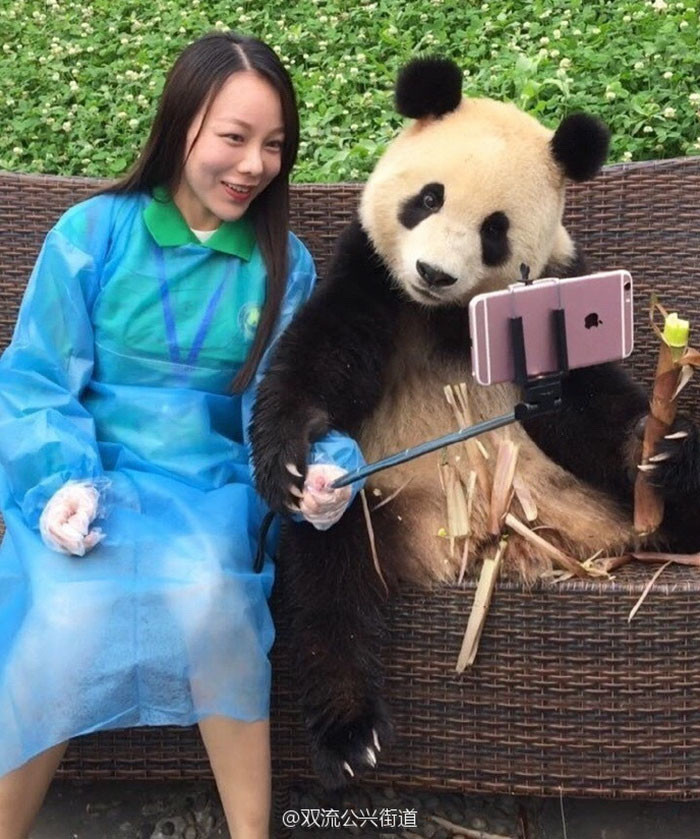 Эта гигантская панда просто обожает делать селфи!