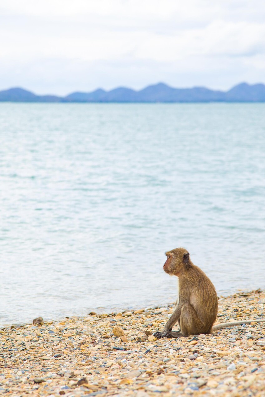 обезьяна пляж