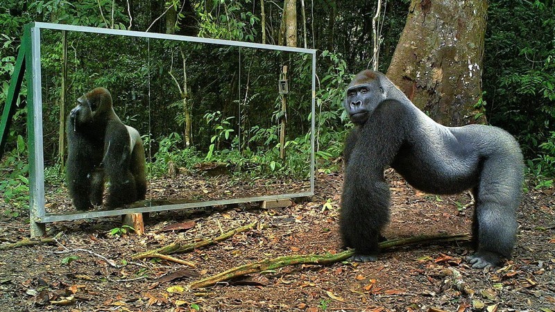Реакция диких животных на установленное в джунглях зеркало (возможен баян) 