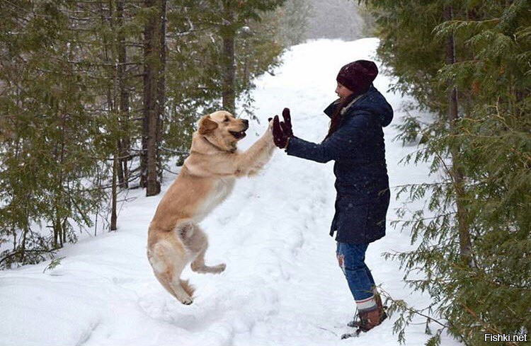 Из солянки