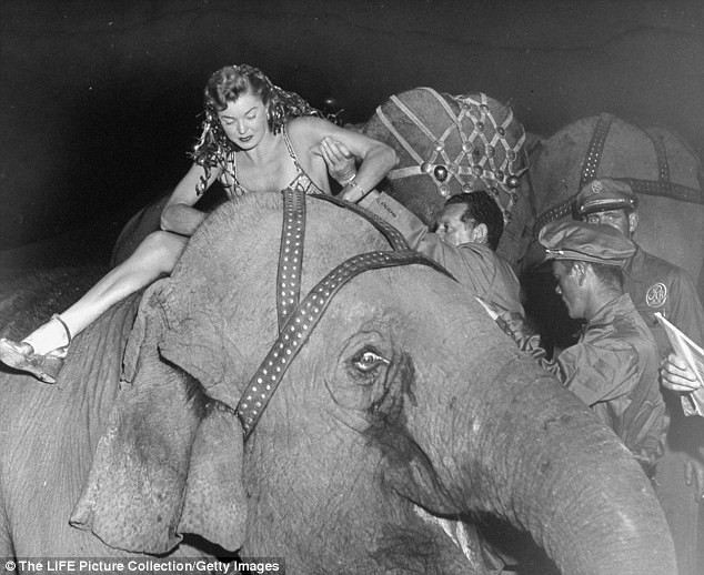 Из-за постоянных тяжб с защитниками животных, цирк отказался от выступлений со слонами, а животные были направлены в заповедник в штате Флорида