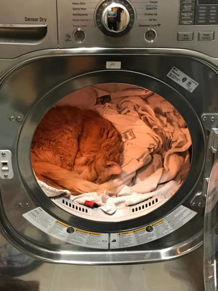 Сон в барабане стиральной машины 