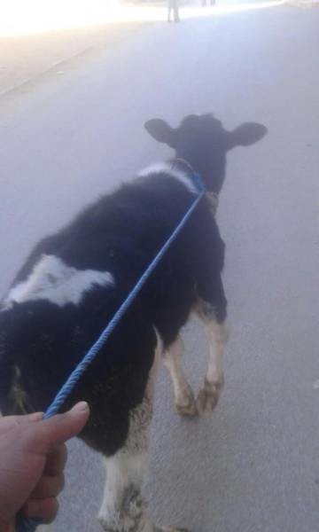 Прогулка с коровкой 